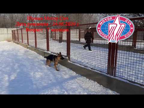 Подрощенный щенок немецкой овчарки Шуман Мотор Сич.