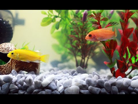 stunning 4k aquarium with best relax music| Nature Relaxation |relaxing music |Nature therapy