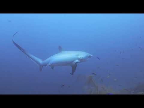 ニタリが頭の上をウロウロ（マラパスクア）