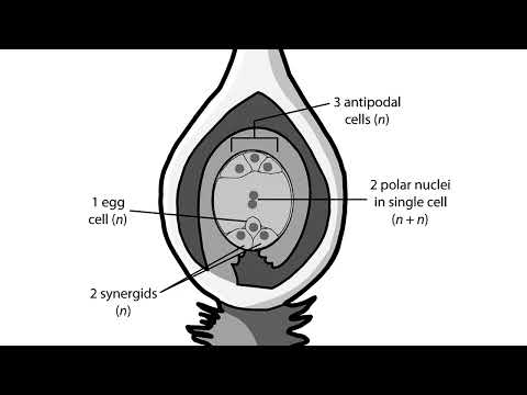 Neural development embryology animation Neural tube development Shomu s Biology