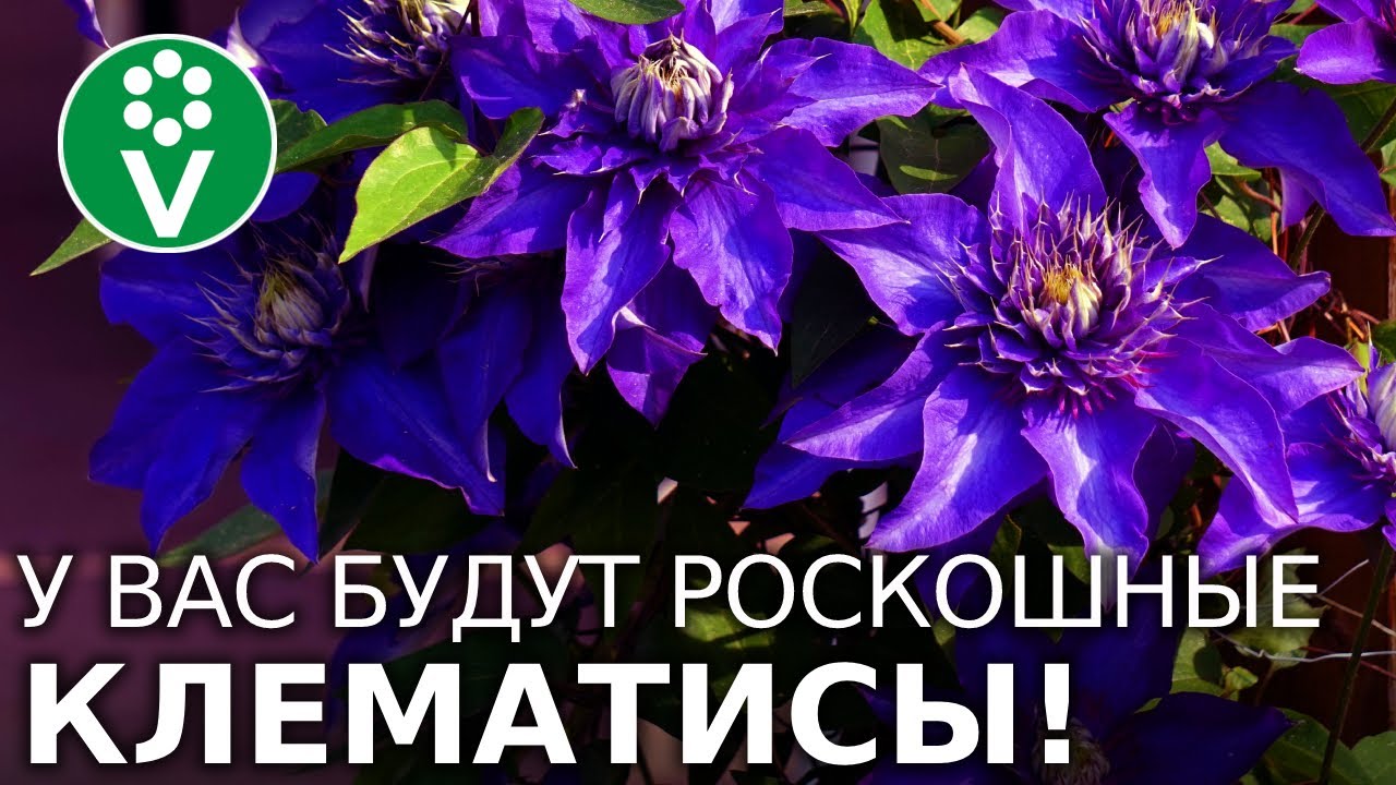 4 ФАКТОРА ПОСАДКИ КЛЕМАТИСА, которые обеспечат безупречную красоту на вашем участке!