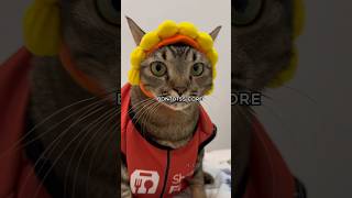 Download lagu bontotss core #kucing #catlove mp3 Download lagu bontotss core #kucing #catlove mp3