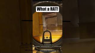 Download lagu What a RAT! mp3 Download lagu What a RAT! mp3