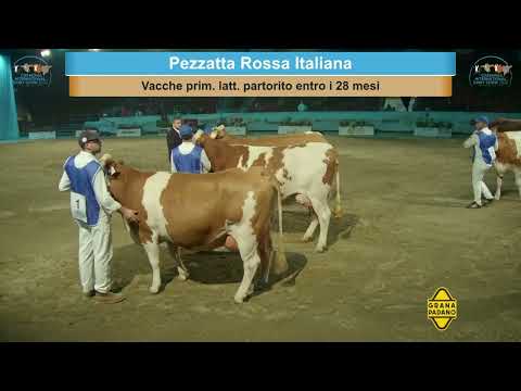 Cremona International Dairy Show 2022 - Pezzata Rossa Italiana Show