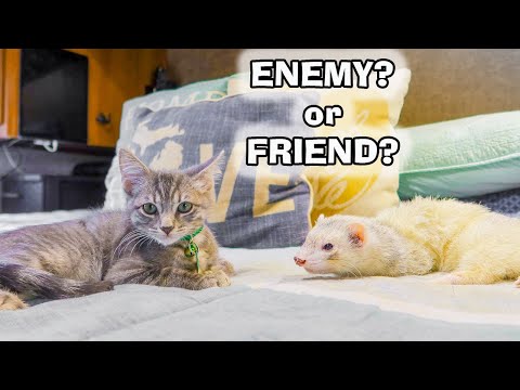 Ferrets Meet a Kitten for the 1st Time
