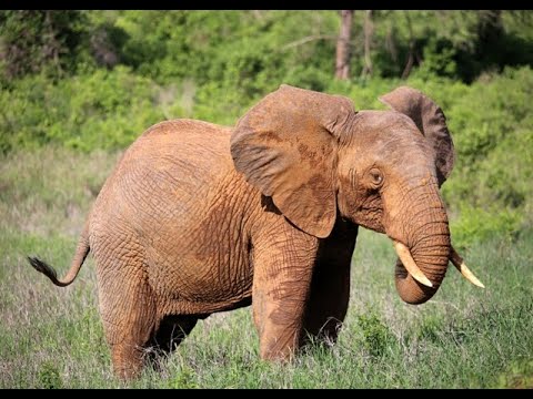 The Red Elephants in Tsavo East National Park