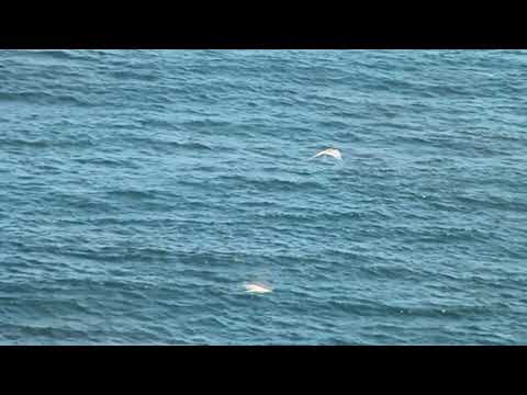 White-tailed Tropicbird Kauai