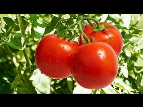 , title : 'Cultivo Bajo Invernadero de Tomate y Hortalizas Tipo Gourmet - TvAgro por Juan Gonzalo Angel'