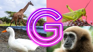 Amazing  Animals Starting With G ||  Animals And Birds Starting with G