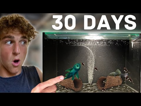 Easiest Way to Breed Bristlenose Plecos!