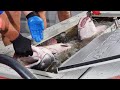 FISHING the MISSISSIPPI River MONSTERS TOURNAMENT
