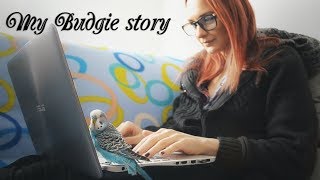 My Budgie story