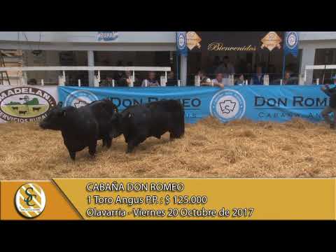 20-10-17 Venta de Toros Angus P.P. - Cabaña Don Romeo - Olavarria.