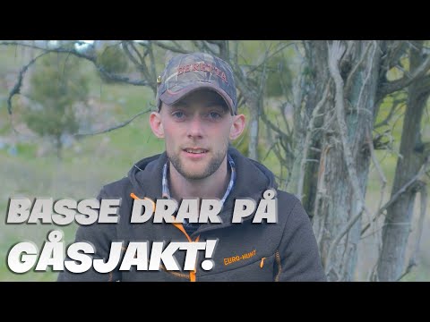 , title : 'SKYDDSJAKT PÅ GÅS!'