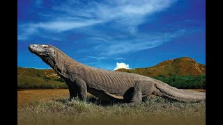 Download lagu This is FLORES ISLAND - NTT Indonesia - FLORES Channel mp3