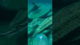 Download lagu Seluncuran air menuju kolam penuh ikan raksasa #lucu #meme mp3