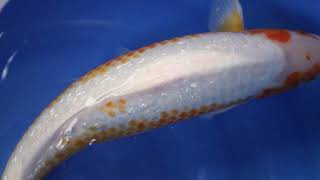 video van Golden Corn 2406306