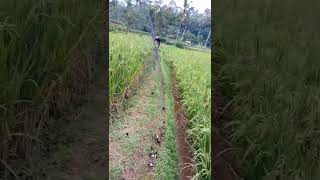 Download lagu GEBRAKAN YG KE 2 HAMA BURUNG PIPIT KENA JARING...MUANTAPP mp3