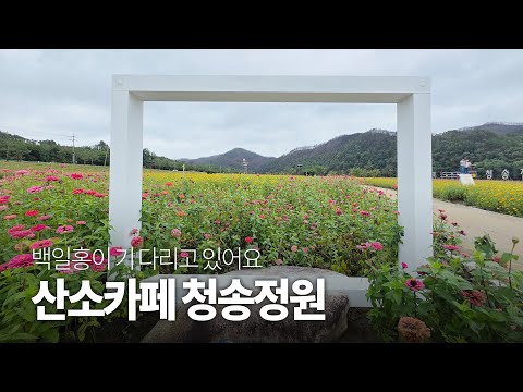 [온통청송] 산소카페 청송정원 백일홍
