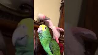 moms pissed bc i taught the bird to say what the fuck