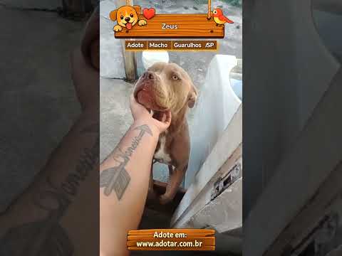 Vídeo de Zeus