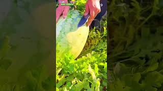 Download lagu Smart, unique and creative way to cut watermelon from the plant with a super sharp tool #shorts mp3