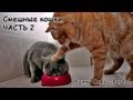 Смешные кошки #2 - подборка 2013 