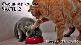 Смешные кошки, часть 2