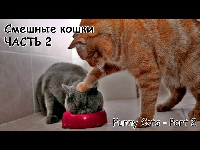 Смешные кошки, часть 2