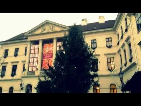 Fenyő Sopron Fő téren - 2014