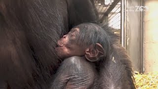 RAW: Welcome Baby Girl! Chimp Born At The North Carolina Zoo