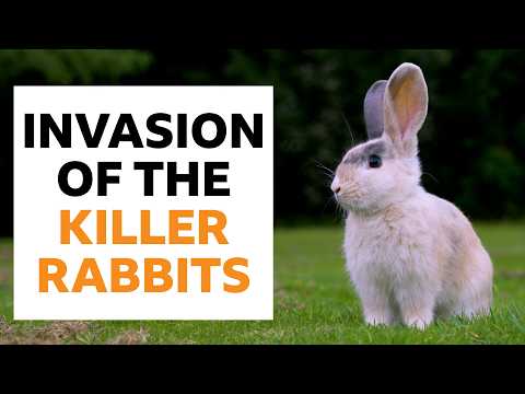 差點毀滅一個大陸的兔子！🐇 究竟發生了什麼事？ (The rabbits that (nearly) destroyed a continent)