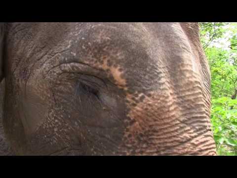 Rab Ban feat. Mon Hai - Phnom Domrey Trom (Where the Elephants Go to Die)