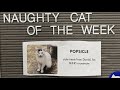 Naughty Cats Of The Week