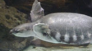 【動物園映像】ウミガメ、ゆったり気持ちよさそうに泳いでます
