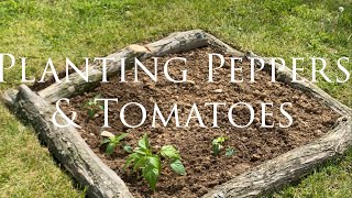 Planting Peppers & Tomatoes In The Garden | EverCrest