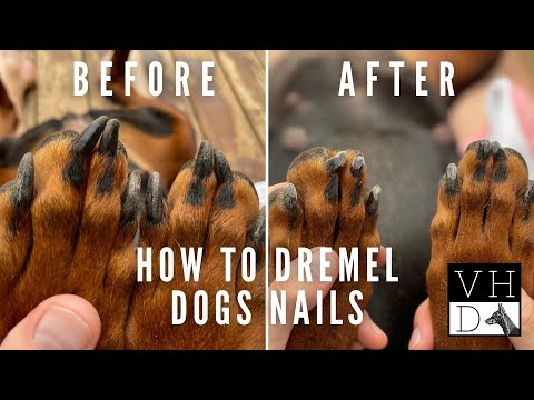 How To Dremel Your Dog's Nails - Slow Motion Close Ups