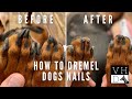 How To Dremel Your Dog S Nails Slow Motion Close Ups