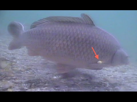 Karpfenangeln Videotagebuch 170 - Kanal + Unterwasser Pop Up