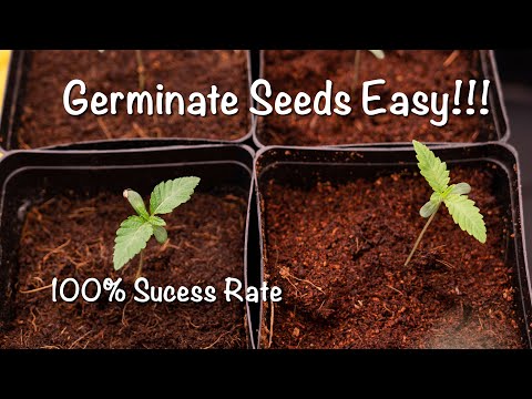 Is Float Tech the Easiest Way to Germinating Seeds?