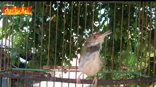 Download lagu prenjak lumut gacor isian ciblek mp3