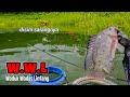 NOT IN WASTE ️ 9 HOURS OF TRAVEL WORTH THE RESULTS Fishing For Tilapia In The Wadas Lintang Res