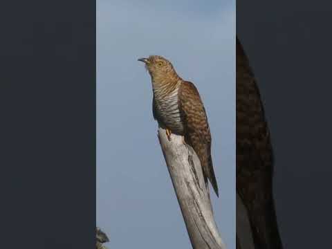 SHORT. CUCO COMÚN/CUCULUS CANORUS