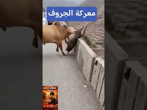 عندما تلتقي القرون والمخالب فوق السحاب#shorts