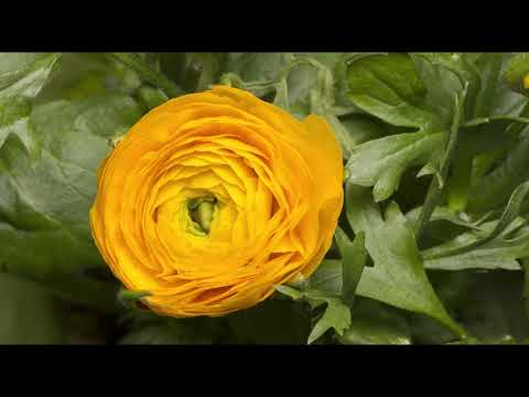 4K Beautiful Blooming Flowers Time Lapse | Amazing nature | Classical Music (Waltz of the flowers)