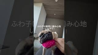 パグの日常Vlog #パグ #犬 #日常vlog #shorts