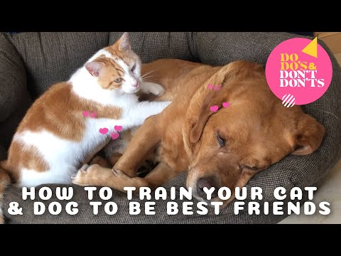 Training Your Cat and Dog to Be Best Friends | Do-do's & Don't-don'ts
