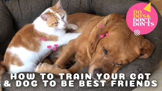 Training Your Cat and Dog to Be Best Friends | Do-do