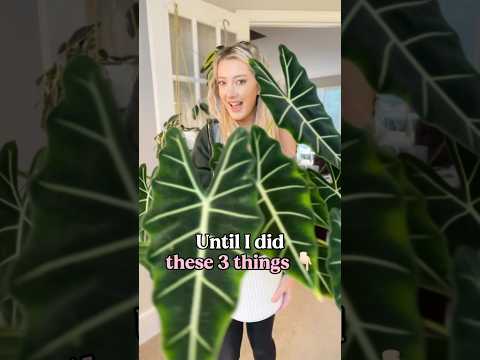 3 Tips to Keep Alocasias Alive👇🏻 #alocasia #plantcare #plantcaretips #houseplants #plants