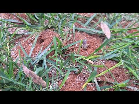 Close Up of a Digger Bee Digging Its Nest in Fair Haven, NJ